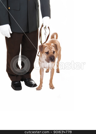 Man with dog. Man with dog. stock photo, A watch man with his dog standing in the studio for white background,
a sharpei dog on the leash, the man with white cloves.
by Horst Petzold