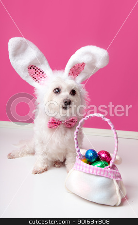 To use this stock image in your creative project, please select the size you need over to the right and click the "Add to Cart" button.
Your downloaded image will come with the Cutcaster watermark removed so don’t worry about the watermark you see on this page. Little dog with a bag of chocolate easter eggs stock photo, A cute little dog with rabbit bunny ears sitting beside a bag of assorted easter eggs. Pink background. by Leah-Anne Thompson