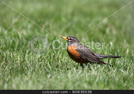 To use this stock image in your creative project, please select the size you need over to the right and click the "Add to Cart" button.
Your downloaded image will come with the Cutcaster watermark removed so don’t worry about the watermark you see on this page. American Robin stock photo, Close up shot of beautiful Robin bird by Sreedhar Yedlapati