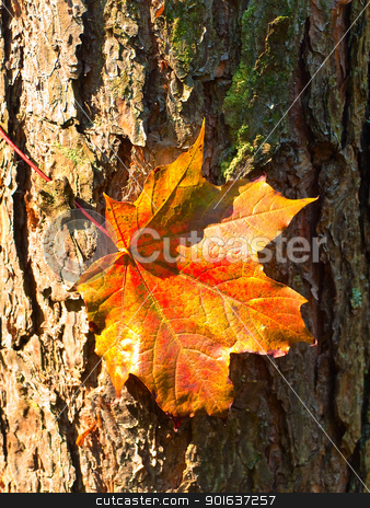 Maple red leaf at the bark maple red leaf at the bark stock photo, maple red leaf at the bark in the forest by Sergej Razvodovskij
