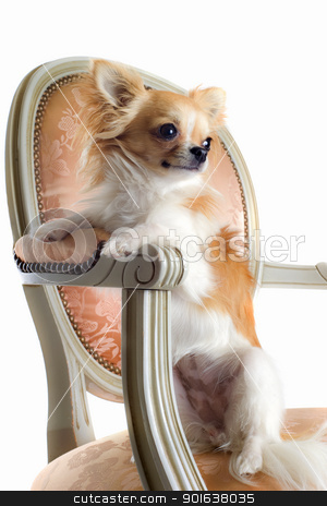 To use this stock image in your creative project, please select the size you need over to the right and click the "Add to Cart" button.
Your downloaded image will come with the Cutcaster watermark removed so don’t worry about the watermark you see on this page. chihuahua on antique chair stock photo, cute chihuahua on an antique chair in front of white background by Bonzami Emmanuelle