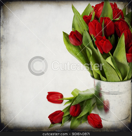 Red tulips red tulips stock photo, fresh red tulips on white background by klenova