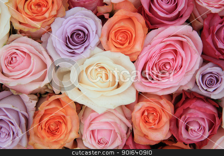 To use this stock image in your creative project, please select the size you need over to the right and click the "Add to Cart" button.
Your downloaded image will come with the Cutcaster watermark removed so don’t worry about the watermark you see on this page. Pastel rose wedding flowers stock photo, Bridal flower arrangement with roses in many pastel colors by Porto Sabbia