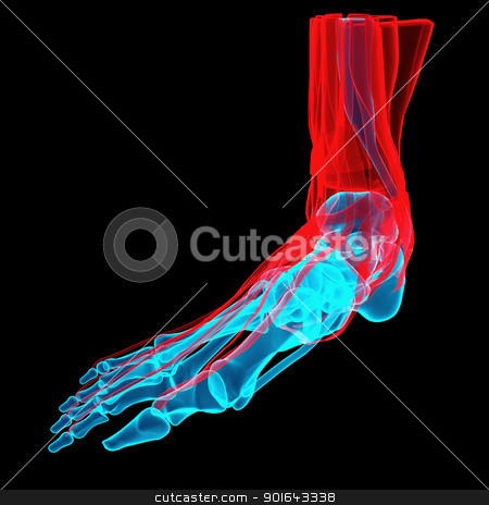 3D illustration of a foot 3D illustration of a foot stock photo, 3D illustration of a foot with bones and tendons
by Mopic