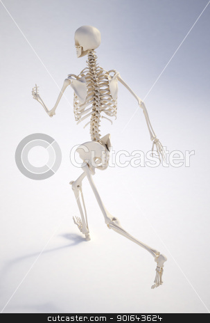 To use this stock image in your creative project, please select the size you need over to the right and click the "Add to Cart" button.
Your downloaded image will come with the Cutcaster watermark removed so don’t worry about the watermark you see on this page. Running human skeleton - anatomically correct , realistic 3d rendering stock photo, Running human skeleton - anatomically correct , realistic 3d rendering
by Mopic