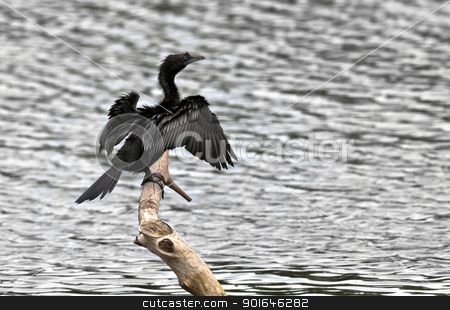To use this stock image in your creative project, please select the size you need over to the right and click the "Add to Cart" button.
Your downloaded image will come with the Cutcaster watermark removed so don’t worry about the watermark you see on this page. Bird, Little Cormorant, Phalacrocorax niger, basking in sun, per stock photo, Bird, Little Cormorant, Phalacrocorax niger, basking in sun, perched, tree branch, drying both wings beside water body by Srijan Roy Choudhury