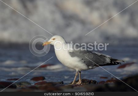 Herring Gull (Larus argentatus) Herring Gull (Larus argentatus) stock photo, Herring Gull (Larus argentatus) on the beach of Heligoland. by DirkR