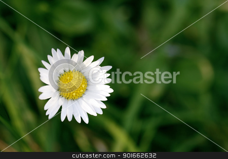 To use this stock image in your creative project, please select the size you need over to the right and click the "Add to Cart" button.
Your downloaded image will come with the Cutcaster watermark removed so don’t worry about the watermark you see on this page. Single daisy with green background stock photo, Single daisy against a green background by steve ball