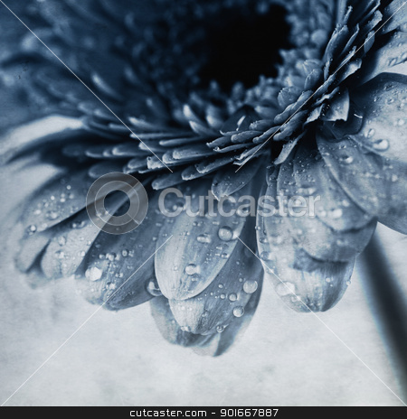 To use this stock image in your creative project, please select the size you need over to the right and click the "Add to Cart" button.
Your downloaded image will come with the Cutcaster watermark removed so don’t worry about the watermark you see on this page. gerbera flower stock photo, Close up abstract of colorful pink daisy gerbera flower by klenova