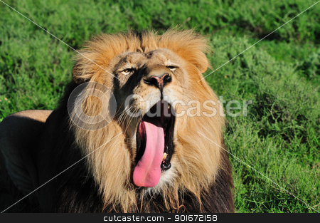 To use this stock image in your creative project, please select the size you need over to the right and click the "Add to Cart" button.
Your downloaded image will come with the Cutcaster watermark removed so don’t worry about the watermark you see on this page. A Kalahari lion, Panthera leo, in the Addo Elephant National Par stock photo, A Kalahari lion, panthera leo, in the Kuzuko contractual area of the Addo Elephant National Park in South Africa by Grobler du Preez