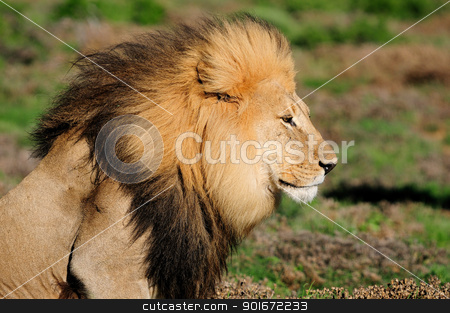 To use this stock image in your creative project, please select the size you need over to the right and click the "Add to Cart" button.
Your downloaded image will come with the Cutcaster watermark removed so don’t worry about the watermark you see on this page. A Kalahari lion, Panthera leo, in the Addo Elephant National Par stock photo, A Kalahari lion, panthera leo, in the Kuzuko contractual area of the Addo Elephant National Park in South Africa by Grobler du Preez