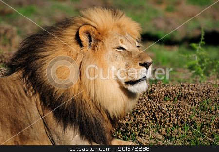 A Kalahari lion, Panthera leo, in the Addo Elephant National Par A Kalahari lion, Panthera leo, in the Addo Elephant National Par stock photo, A Kalahari lion, panthera leo, in the Kuzuko contractual area of the Addo Elephant National Park in South Africa by Grobler du Preez