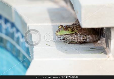 To use this stock image in your creative project, please select the size you need over to the right and click the "Add to Cart" button.
Your downloaded image will come with the Cutcaster watermark removed so don’t worry about the watermark you see on this page. Bullfrog crouching under edge of pool stock photo, Large female bullfrog sitting in shade at edge of tiled swimming pool by Steven Heap