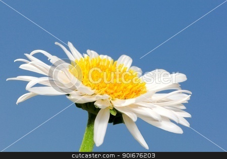 To use this stock image in your creative project, please select the size you need over to the right and click the "Add to Cart" button.
Your downloaded image will come with the Cutcaster watermark removed so don’t worry about the watermark you see on this page. White aster flower stock photo, White aster flower closeup isolated on blue sky background by Radovan Minarcik