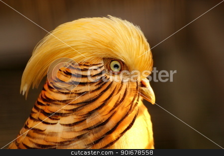 To use this stock image in your creative project, please select the size you need over to the right and click the "Add to Cart" button.
Your downloaded image will come with the Cutcaster watermark removed so don’t worry about the watermark you see on this page. golden pheasant stock photo, Chrysolophus pictus - male golden pheasant portrait by coroiu octavian