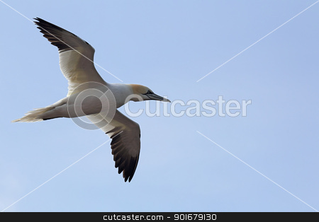 To use this stock image in your creative project, please select the size you need over to the right and click the "Add to Cart" button.
Your downloaded image will come with the Cutcaster watermark removed so don’t worry about the watermark you see on this page. Northern Gannet (Morus bassanus) stock photo, Northern Gannet (Morus bassanus) in flight over the cliffs of Heligoland. by DirkR