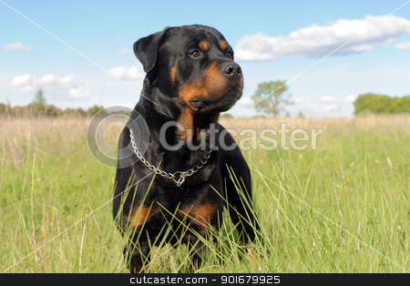 To use this stock image in your creative project, please select the size you need over to the right and click the "Add to Cart" button.
Your downloaded image will come with the Cutcaster watermark removed so don’t worry about the watermark you see on this page. rottweiler stock photo, portrait of a purebred rottweiler in a field by Bonzami Emmanuelle