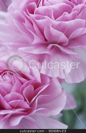 To use this stock image in your creative project, please select the size you need over to the right and click the "Add to Cart" button.
Your downloaded image will come with the Cutcaster watermark removed so don’t worry about the watermark you see on this page. pastel pink flowers stock photo, closeup of english roses, shallow dof for a dreamy effect by Liv Friis-Larsen