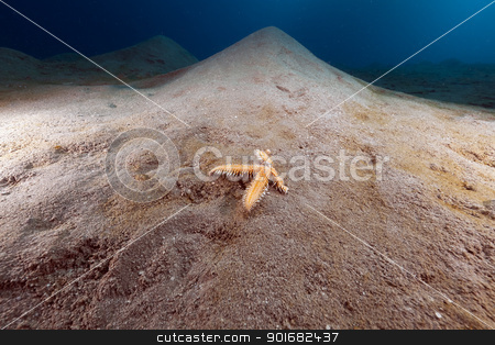 To use this stock image in your creative project, please select the size you need over to the right and click the "Add to Cart" button.
Your downloaded image will come with the Cutcaster watermark removed so don’t worry about the watermark you see on this page. Comb sea star missing legs in the Red Sea. stock photo, Comb sea star missing legs in the Red Sea by stephan kerkhofs
