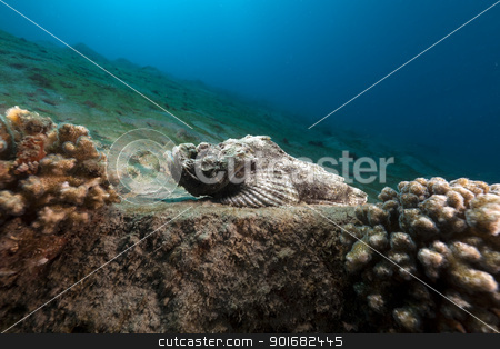 Devil scorpionfish (scorpaenopsis diabolus) in the Red Sea. Devil scorpionfish (scorpaenopsis diabolus) in the Red Sea. stock photo, Devil scorpionfish in the Red Sea by stephan kerkhofs