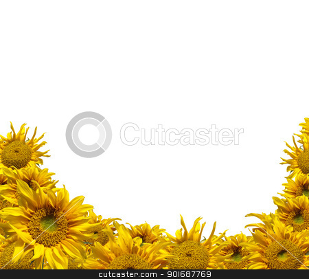 Sunflowers Sunflowers stock photo, Beautiful frame of colorful yellow sunflowers isolate on white by Exsodus