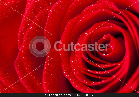 To use this stock image in your creative project, please select the size you need over to the right and click the "Add to Cart" button.
Your downloaded image will come with the Cutcaster watermark removed so don’t worry about the watermark you see on this page. Close Up Rose Petals With Droplets stock photo, Close Up Rose Petals With Droplets by Dunning Adam Kyle