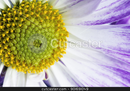 To use this stock image in your creative project, please select the size you need over to the right and click the "Add to Cart" button.
Your downloaded image will come with the Cutcaster watermark removed so don’t worry about the watermark you see on this page. close up shot of pollens of a flower stock photo, close up shot of pollens of a flower by Dunning Adam Kyle