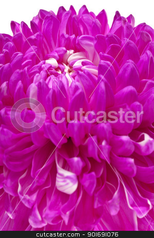 To use this stock image in your creative project, please select the size you need over to the right and click the "Add to Cart" button.
Your downloaded image will come with the Cutcaster watermark removed so don’t worry about the watermark you see on this page. detailed shot of pink flower stock photo, detailed shot of pink flower by Dunning Adam Kyle