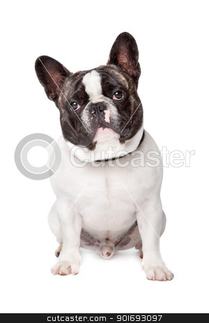 To use this stock image in your creative project, please select the size you need over to the right and click the "Add to Cart" button.
Your downloaded image will come with the Cutcaster watermark removed so don’t worry about the watermark you see on this page. Cute French Bulldog stock photo, Cute French Bulldog sitting on a white background by Erik Lam