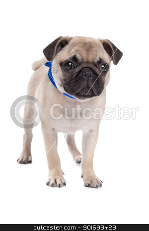 Pug dog Pug dog stock photo, Pug dog in front of a white background by Erik Lam