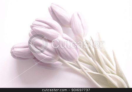 To use this stock image in your creative project, please select the size you need over to the right and click the "Add to Cart" button.
Your downloaded image will come with the Cutcaster watermark removed so don’t worry about the watermark you see on this page. tulips isolated stock photo, Spring flowers: tulips isolated by Vanessa GF