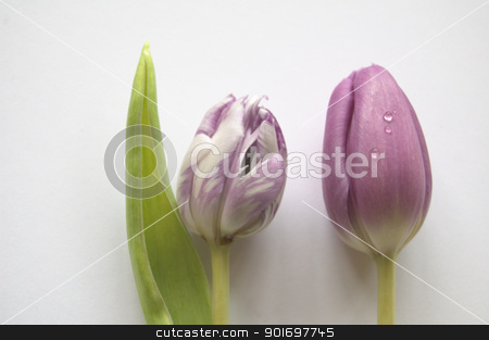 Tulips isolated tulips isolated stock photo, Spring flowers: tulips isolated by Vanessa GF