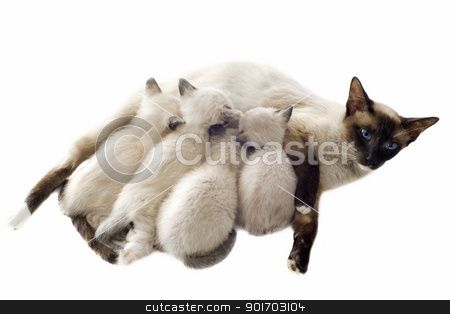 Siamese kitten and mother Siamese kitten and mother stock photo, beautiful purebred siamese kitten sicking their mother in front of white background by Bonzami Emmanuelle