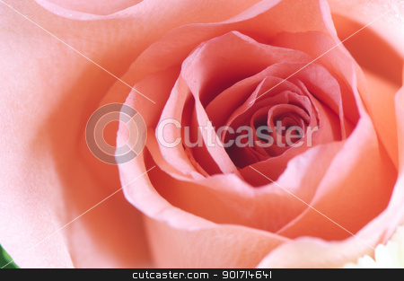 To use this stock image in your creative project, please select the size you need over to the right and click the "Add to Cart" button.
Your downloaded image will come with the Cutcaster watermark removed so don’t worry about the watermark you see on this page. Rose detail stock photo, Red rose close up to see the detail texture of flower. by momo_leif