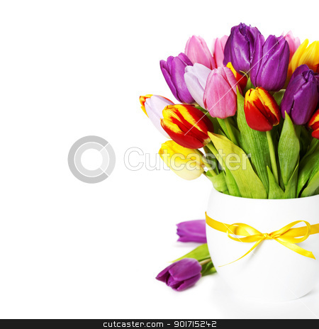 Fresh tulips fresh tulips stock photo, fresh spring tulips on white background by klenova