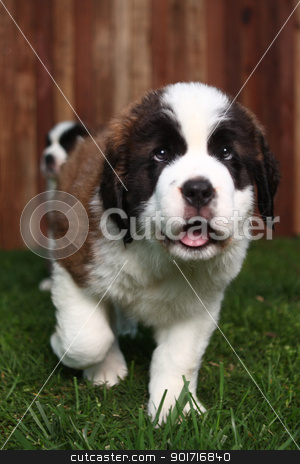 To use this stock image in your creative project, please select the size you need over to the right and click the "Add to Cart" button.
Your downloaded image will come with the Cutcaster watermark removed so don’t worry about the watermark you see on this page. Adorable Saint Bernard Pups stock photo, Cute and Adorable Saint Bernard Pups by Katrina Brown