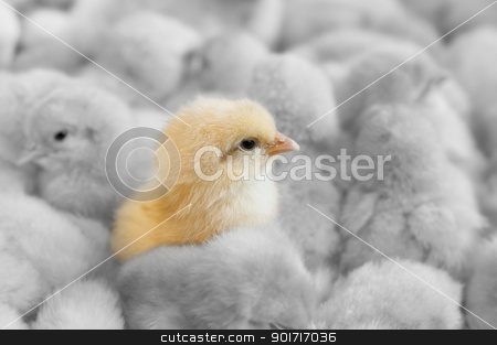 Outstanding chick Outstanding chick stock photo, A chick in between yellow chicks group by szefei