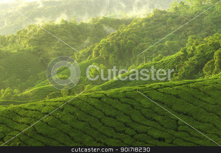 Tea plantation Tea plantation stock photo, Sunrise view of tea plantation landscape at Cameron Highland, Malaysia. by szefei