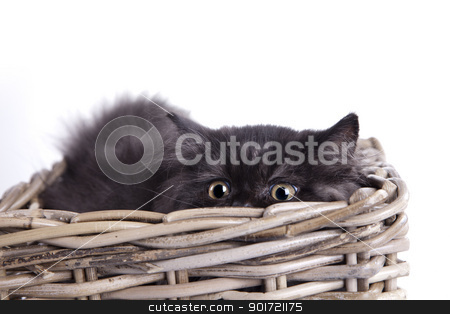 To use this stock image in your creative project, please select the size you need over to the right and click the "Add to Cart" button.
Your downloaded image will come with the Cutcaster watermark removed so don’t worry about the watermark you see on this page. Young Longhair cat stock photo, Young Longhair cat by fikmik