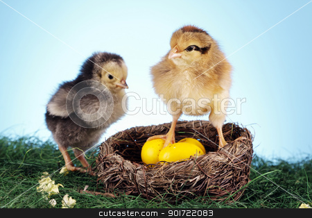 To use this stock image in your creative project, please select the size you need over to the right and click the "Add to Cart" button.
Your downloaded image will come with the Cutcaster watermark removed so don’t worry about the watermark you see on this page. easter animals stock photo, easter animals by fikmik