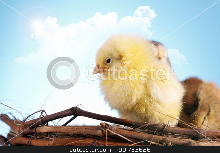 To use this stock image in your creative project, please select the size you need over to the right and click the "Add to Cart" button.
Your downloaded image will come with the Cutcaster watermark removed so don’t worry about the watermark you see on this page. Easter animals stock photo, Easter animals by fikmik