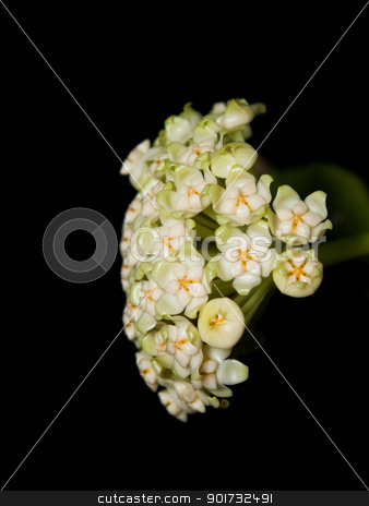 To use this stock image in your creative project, please select the size you need over to the right and click the "Add to Cart" button.
Your downloaded image will come with the Cutcaster watermark removed so don’t worry about the watermark you see on this page. Hoya pachyclada stock photo, Beautiful hoya pachyclada blooming on black background by Exsodus