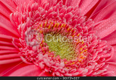 To use this stock image in your creative project, please select the size you need over to the right and click the "Add to Cart" button.
Your downloaded image will come with the Cutcaster watermark removed so don’t worry about the watermark you see on this page. Pink gerbera flower stock photo, Pink gerbera flower closeup. by Homydesign