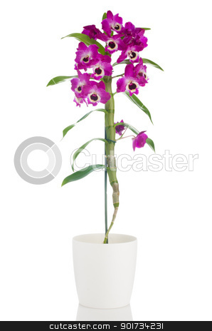 To use this stock image in your creative project, please select the size you need over to the right and click the "Add to Cart" button.
Your downloaded image will come with the Cutcaster watermark removed so don’t worry about the watermark you see on this page. Beautiful pink orchid in a flowerpot stock photo, Pink orchid in a white flowerpot on white background. by Homydesign