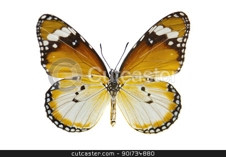 To use this stock image in your creative project, please select the size you need over to the right and click the "Add to Cart" button.
Your downloaded image will come with the Cutcaster watermark removed so don’t worry about the watermark you see on this page. Plain Tiger Butterfly stock photo, Close-up Plain Tiger Butterfly isolated on white. by szefei