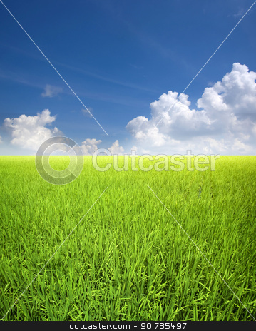To use this stock image in your creative project, please select the size you need over to the right and click the "Add to Cart" button.
Your downloaded image will come with the Cutcaster watermark removed so don’t worry about the watermark you see on this page. Rice field stock photo, Landscape of rice field in Asia, Malaysia, Sekinchan. by szefei