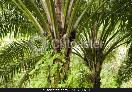 To use this stock image in your creative project, please select the size you need over to the right and click the "Add to Cart" button.
Your downloaded image will come with the Cutcaster watermark removed so don’t worry about the watermark you see on this page. Palm Oil Plantation. stock photo, Palm oil to be extracted from its fruits. by szefei