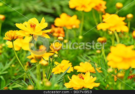 Yellow flowers. Yellow flowers. stock photo, The flowers are fresh and cheerful. by wilkat