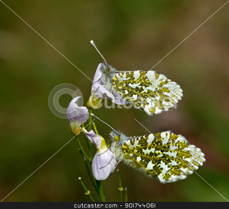 To use this stock image in your creative project, please select the size you need over to the right and click the "Add to Cart" button.
Your downloaded image will come with the Cutcaster watermark removed so don’t worry about the watermark you see on this page. Orange-tip Butterflies Underwing stock photo, Female Orange-tip Butterflies roosting on Cuckoo Flower, showing green and yellow patterned underwing by Susan Robinson