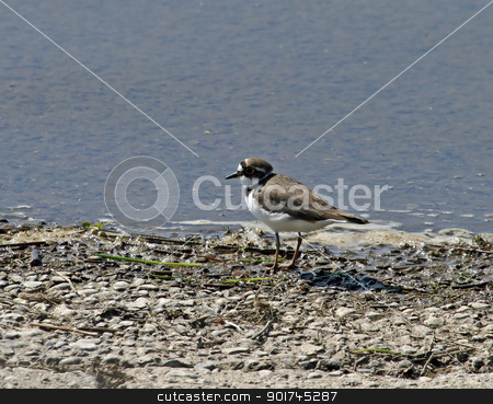 To use this stock image in your creative project, please select the size you need over to the right and click the "Add to Cart" button.
Your downloaded image will come with the Cutcaster watermark removed so don’t worry about the watermark you see on this page. Little Ringed Plover stock photo, Little Ringed Plover on shore of Weir Wood Reservoir by Susan Robinson